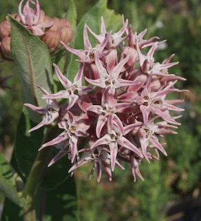 Plantnet で植物の識別 Showy Milkweed