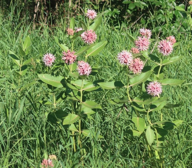 asclepias speciosa showy milkweed アメリカの植物　 Plantnet で識別