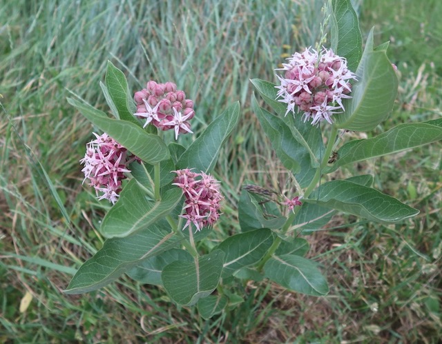 asclepias speciosa showy milkweed アメリカの植物　 Plantnet で識別