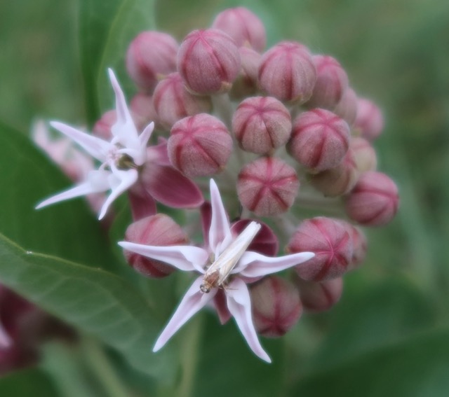 asclepias speciosa showy milkweed アメリカの植物　 Plantnet で識別