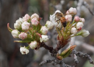 Autumn Blaze Pear  梨の木の花 アメリカの木