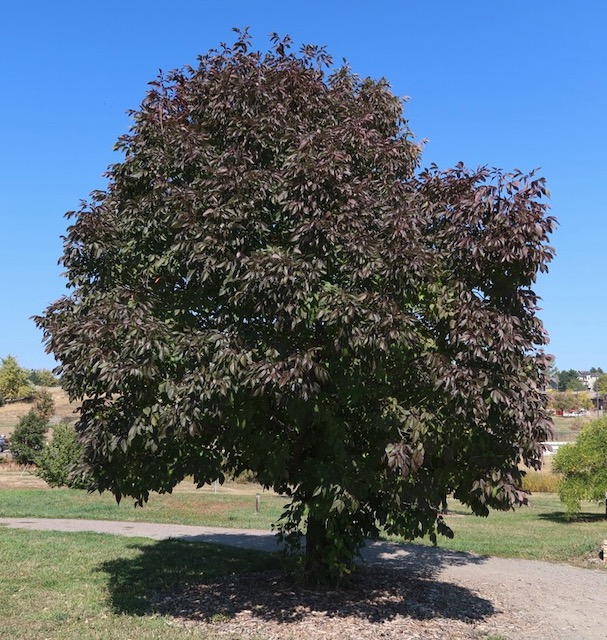 Autumn Purple Ash 2021 e10