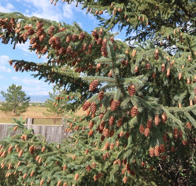 black hills spruce トウヒ アメリカの木