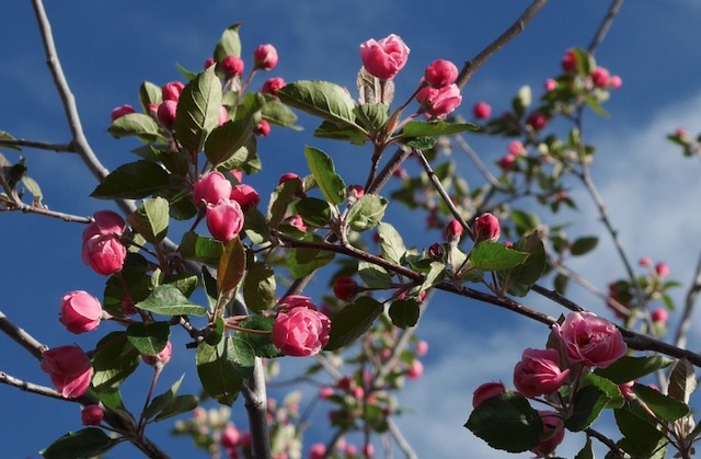 Brandywine Crabapple クラブアップルの木 -アメリカの木