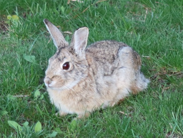 アメリカの野うさぎ