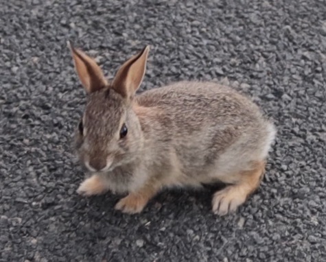 アメリカのミニうさぎ