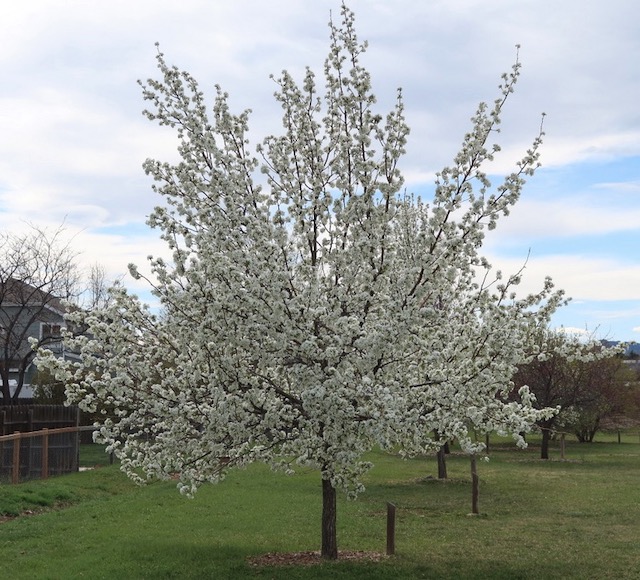 Burgundy Ussurian Pear ナシ アメリカの木