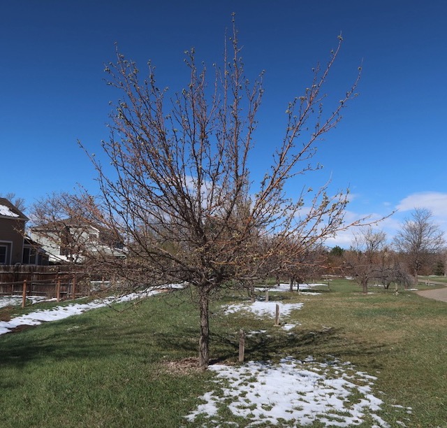 Burgundy Ussurian Pear 梨の木 アメリカの木