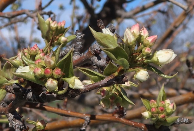 Burgundy Ussurian Pear 梨の木 アメリカの木