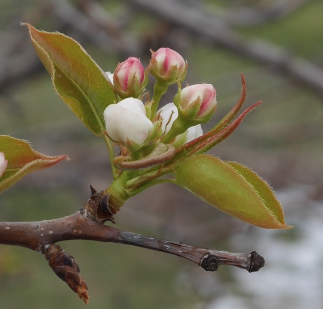 Burgundy Ussurian Pear 梨の木 アメリカの木