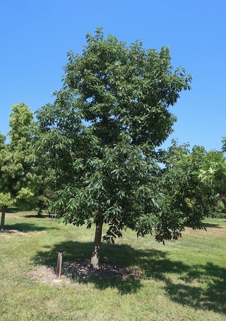 アメリカの木 Chicapin Oak