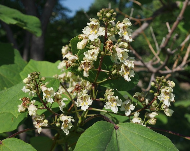 catalpa キササゲ （梓）chinese catalpa -アメリカの木