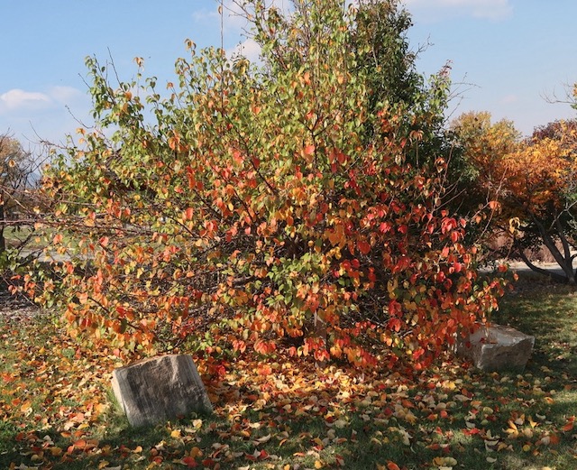 Chinese Pear 梨の木 アメリカの木