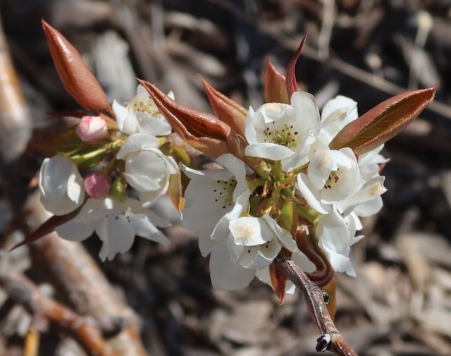 Chinese Pear 梨の木 アメリカの木