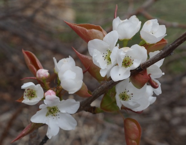 Chinese Pear 梨の木 アメリカの木