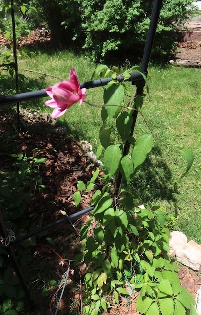 Clematis クレマチスの花 アメリカ 