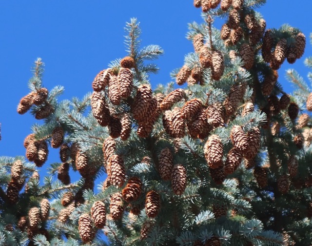 Colorado spruce トウヒ アメリカの木