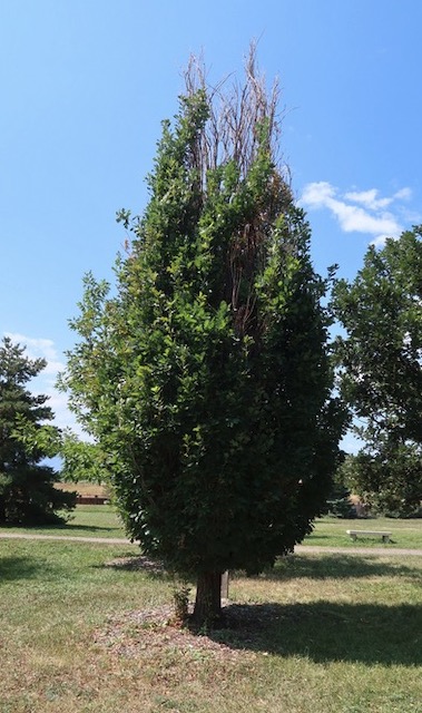 アメリカの木 Columnar English Oak