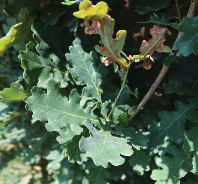 アメリカの木 Columnar English Oak