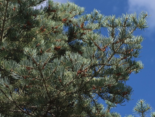 concolor fir もみの木 アメリカの木 