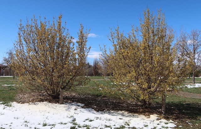 Cornelian Cherry Dogwood アメリカの木