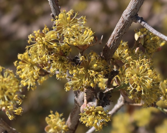 Cornelian Cherry Dogwood アメリカの木