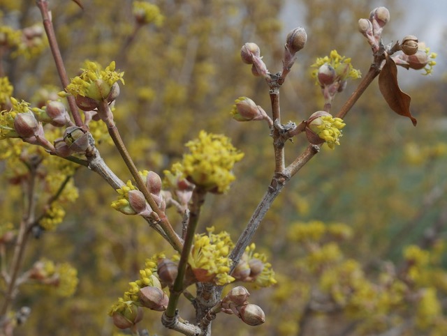 Cornelian Cherry Dogwood アメリカの木