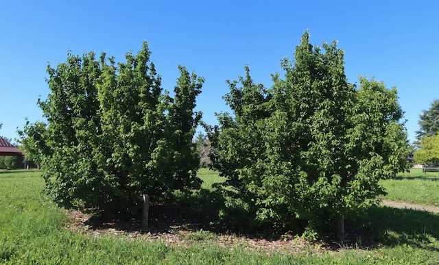 Cornelian Cherry Dogwood アメリカの木