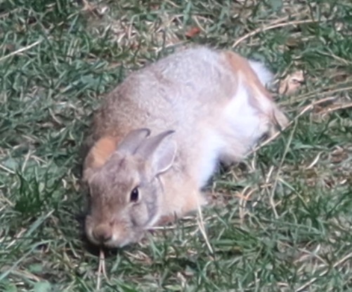 アメリカの野うさぎ Cottontail