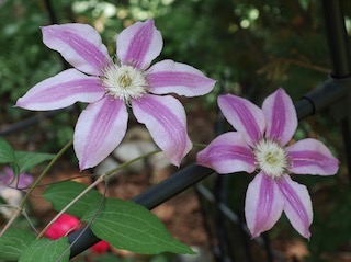 Clematis クレマチスの花 アメリカ 