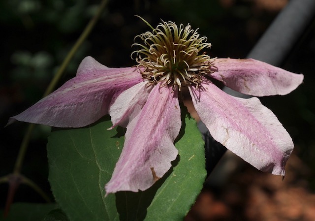 Clematis クレマチスの花 アメリカ 