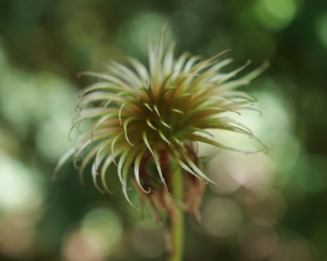 Clematis クレマチスの花 アメリカ 