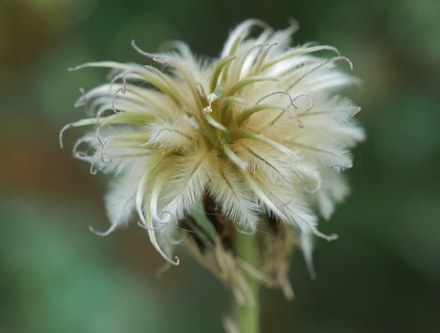 Clematis クレマチスの花 アメリカ 