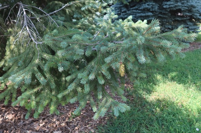 Douglas Fir もみの木 アメリカの木 