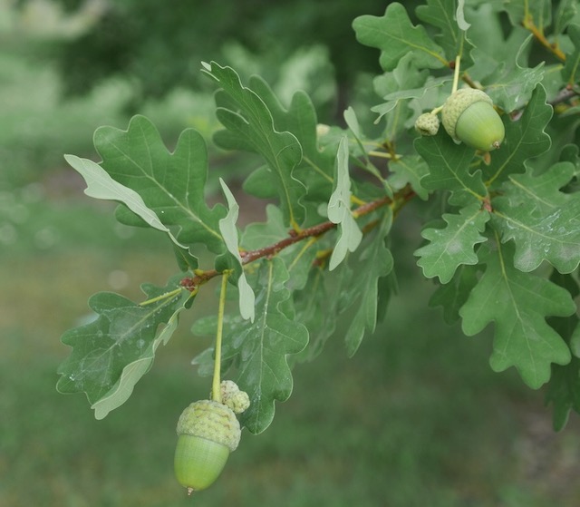 アメリカの木 English Oak