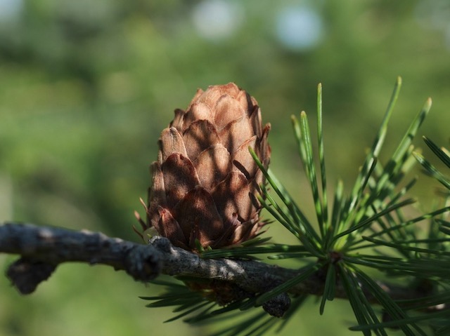 Larch カラマツ European Larch  -アメリカの木