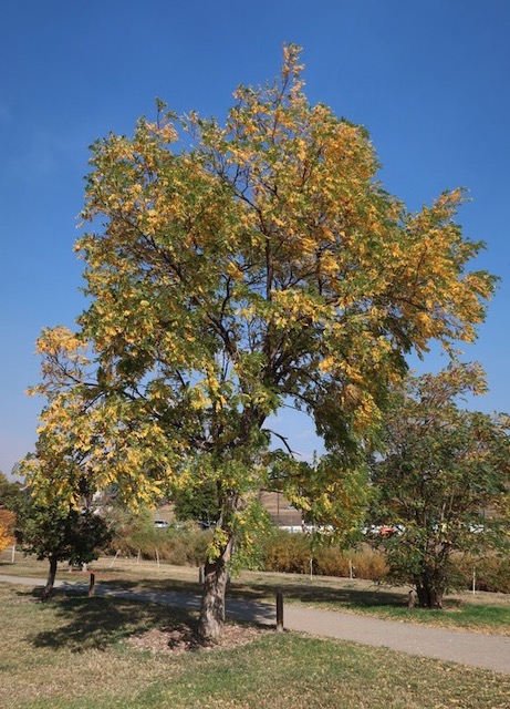 Locust  ニセアカシア frisia golden locust -アメリカの木