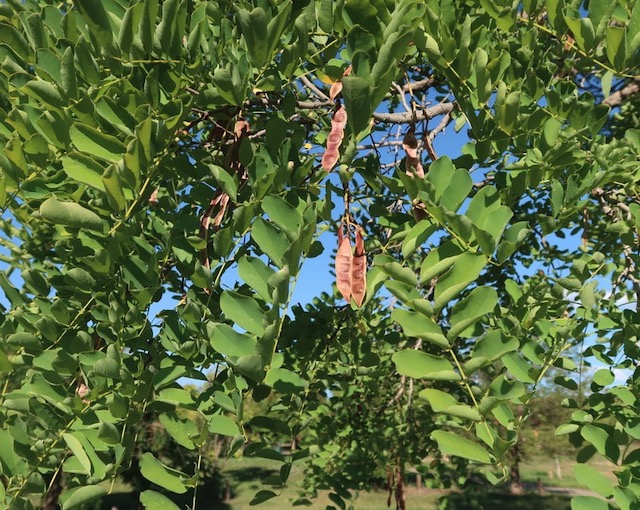 Locust  ニセアカシア frisia golden locust -アメリカの木