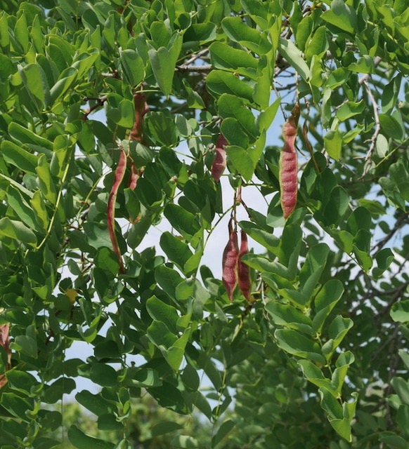 Locust  ニセアカシア frisia golden locust -アメリカの木