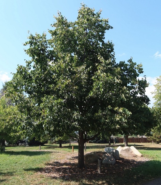 アメリカの木 Linden ボダイジュ Frontyard American Linden