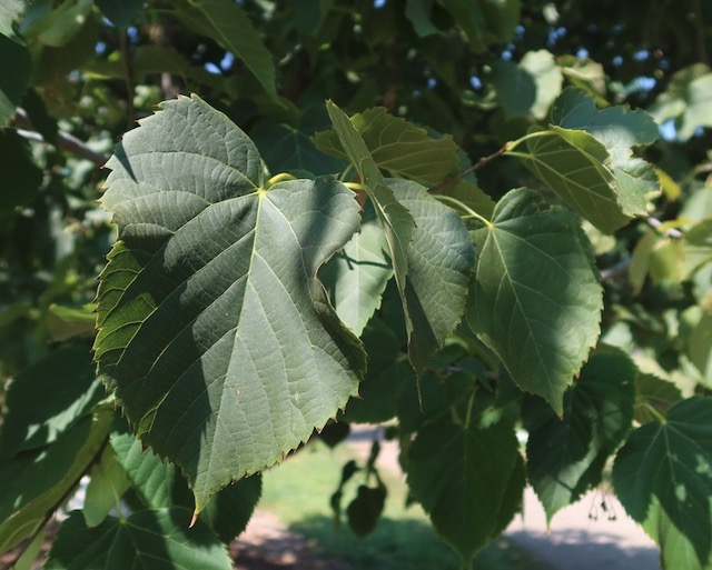 アメリカの木 Linden ボダイジュ Frontyard American Linden