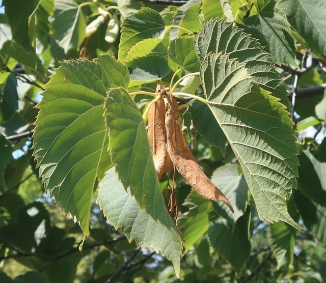 アメリカの木 Linden ボダイジュ Frontyard American Linden