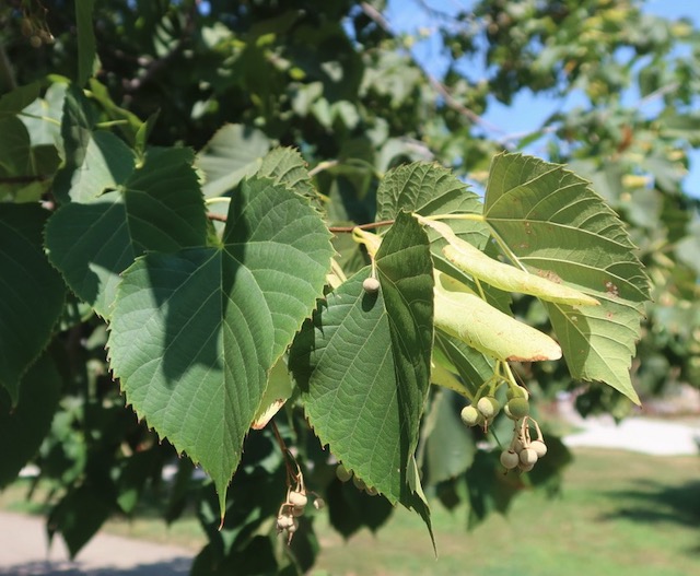 アメリカの木 Linden ボダイジュ Frontyard American Linden