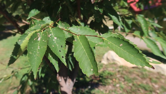 Green Vase Zelkova  ケヤキ アメリカの木