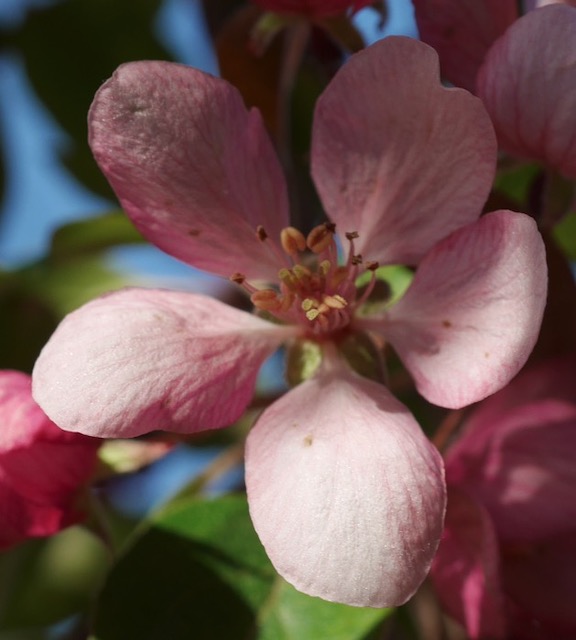 Guinevere Crabapple クラブアップルの木 -アメリカの木