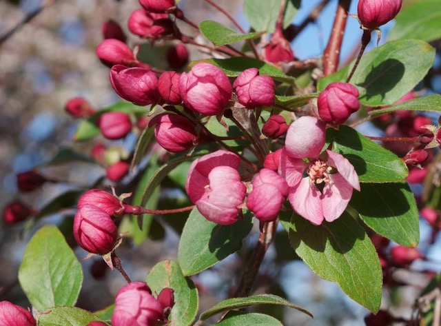 Guinevere Crabapple クラブアップルの木 -アメリカの木