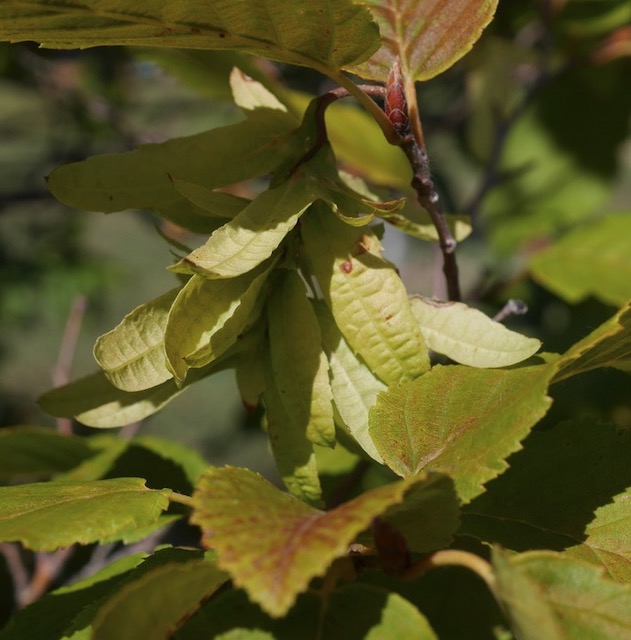 Hornbeam シデ アメリカの木