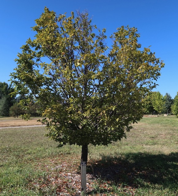 Hornbeam シデ アメリカの木