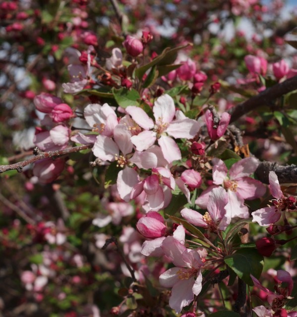 Indian Magic Crabapple クラブアップルの木 -アメリカの木