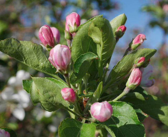 Jewelberry Crabapple クラブアップルの木 -アメリカの木